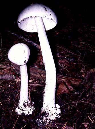 poisonous mushroom