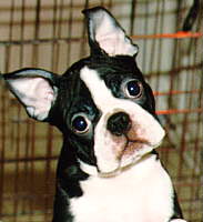 Aggie