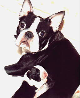 Aggie