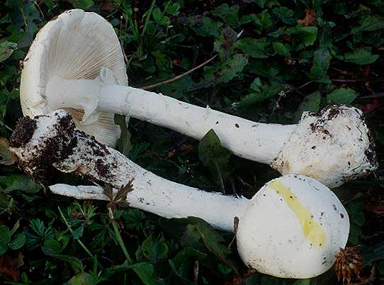 poisonous mushroom