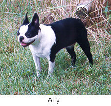 Image of Ally