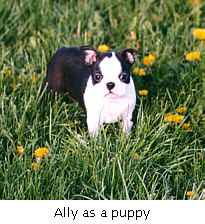 Image of Ally