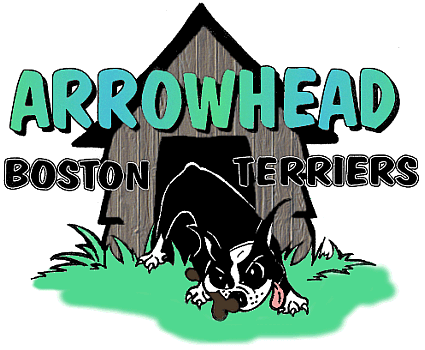 Welcome To Arrowhead Boston Terriers