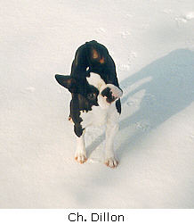 Image of Dillon in snow