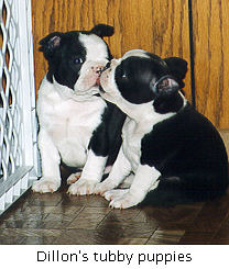Image of Dillon's pups