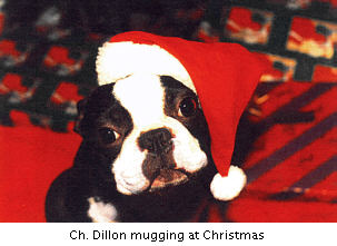 Image of Dillon