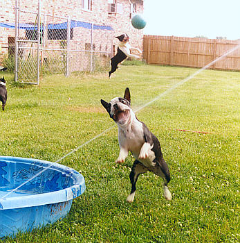 Image of Bostons Playing!