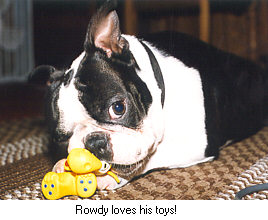 Image of Rowdy