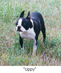 Image of Uppy