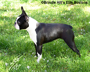 brindle hill bostons