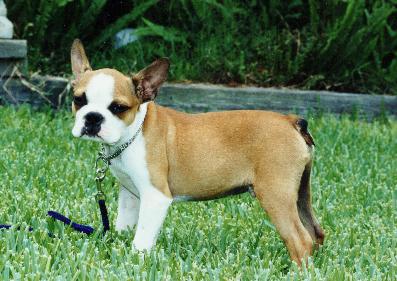 tan boston terrier puppies