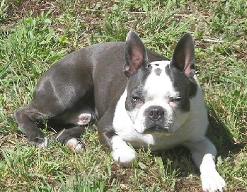 Boston Terrier Colors Chart