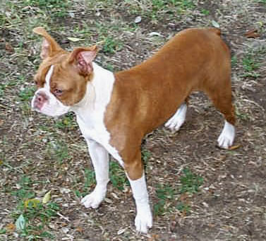 chocolate boston terrier puppies