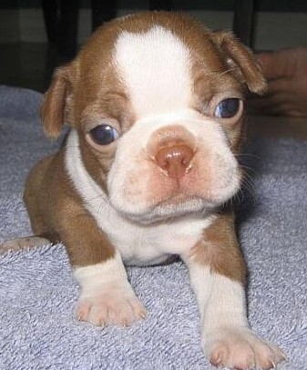 chocolate boston terrier puppies