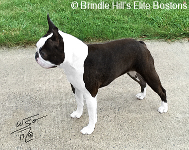 Brindle deals hill bostons