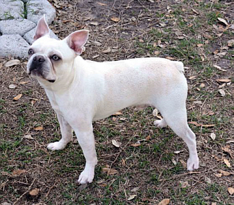 Cream shop boston terrier