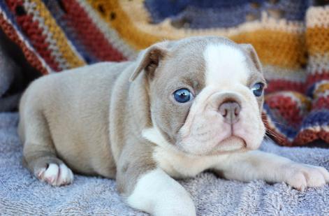 Champagne boston sales terrier puppies