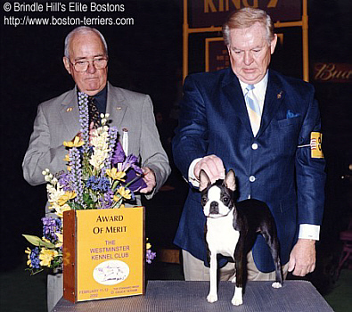 Lily at Westminster 2002