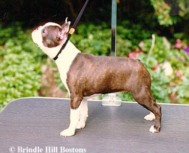 Boston Terrier