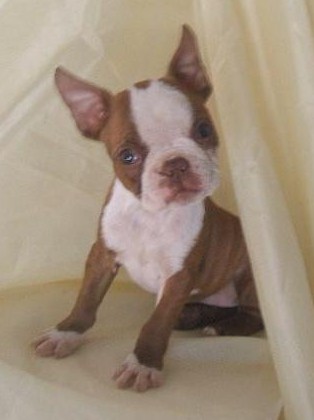 Liver sales boston terrier