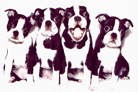 Theo & Bianca's Puppies